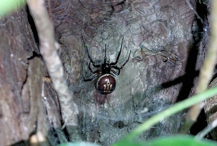 Identifying Black Widow Spider Lookalikes