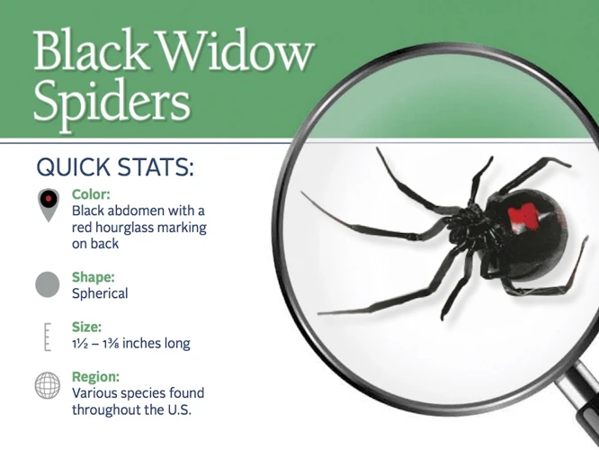 Identifying Black Widow Spiders