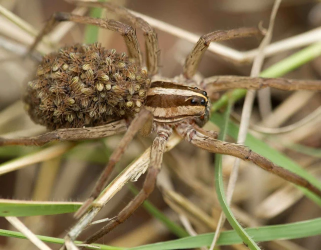 Importance Of Abdomen In Wolf Spiders