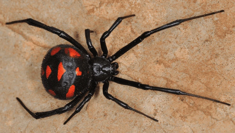 Incidence Of Black Widow Spider Bites Around The World