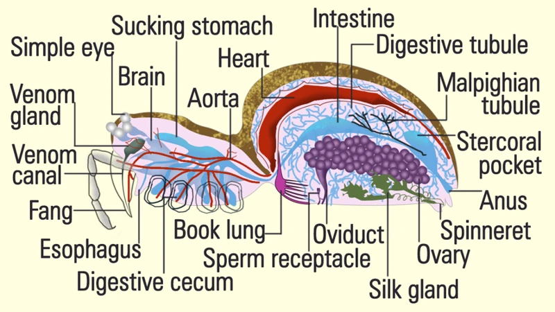 Internal Anatomy