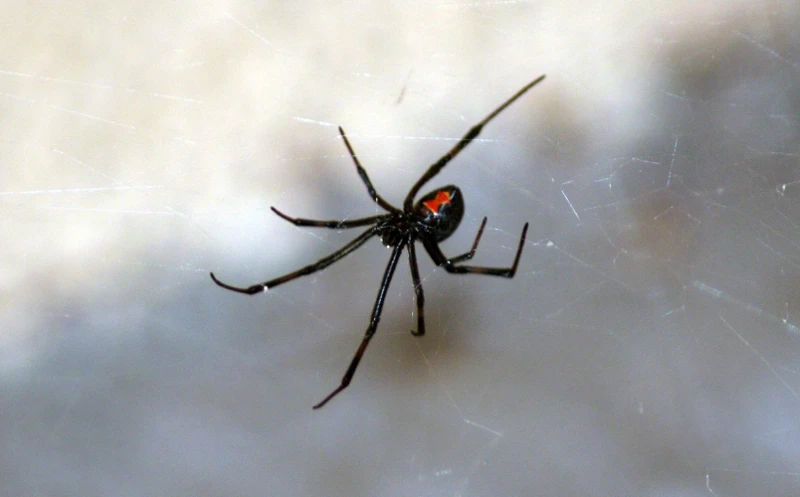 Invasive Black Widow Spiders