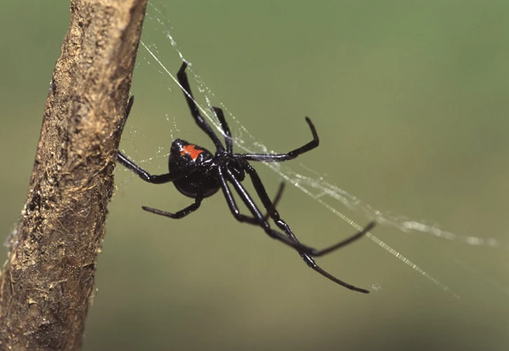 Leaf Litter And Black Widow Spiders