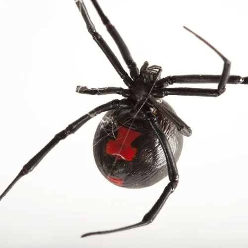 List Of Black Widow Spiders' Diet