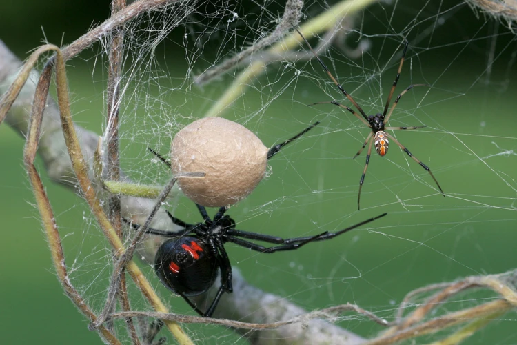 Male And Female Black Widow Spiders: Differences