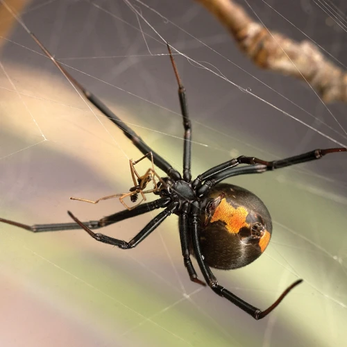 Male Black Widow Spiders During Breeding Season