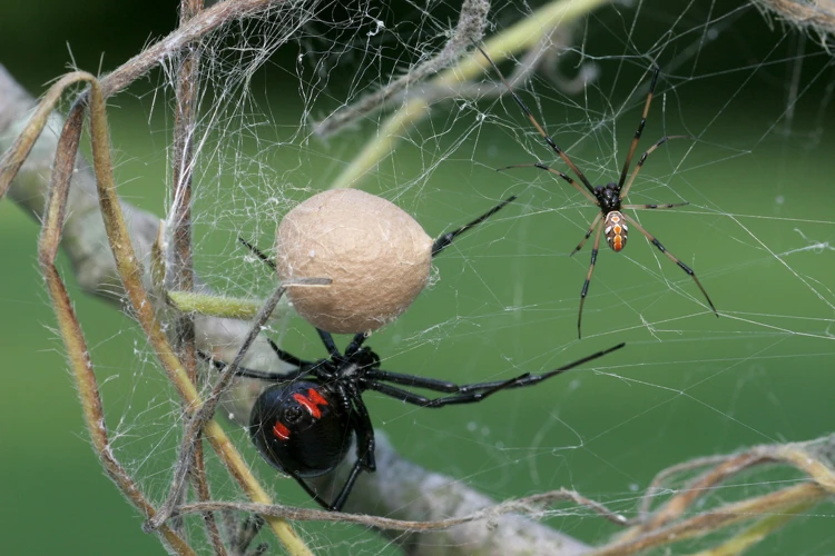 Male Vs Female Black Widow Spiders