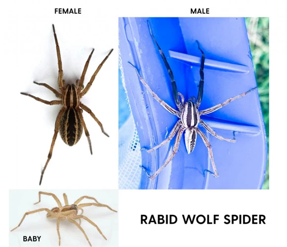 Male Vs Female Wolf Spiders
