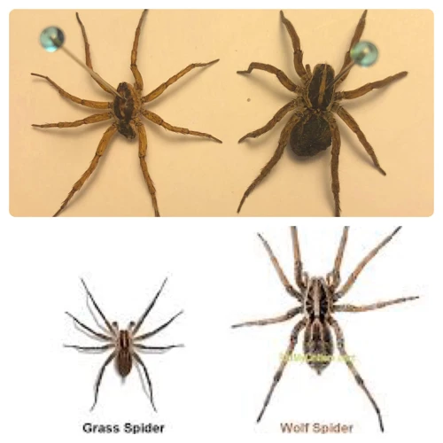 Male Vs Female Wolf Spiders