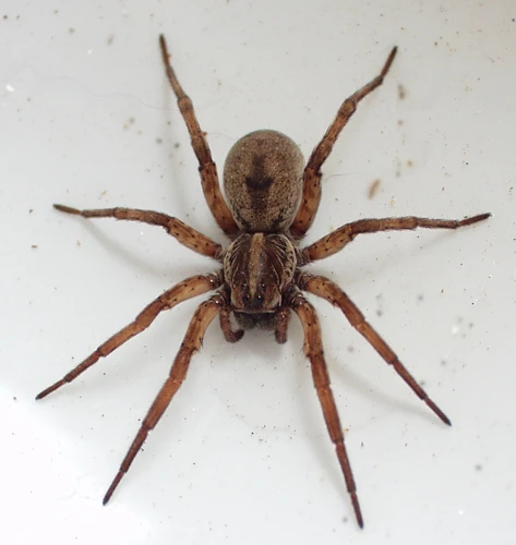 Markings Of Female Wolf Spiders