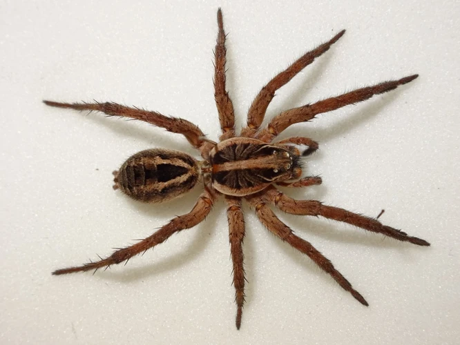 Markings Of Male Wolf Spiders