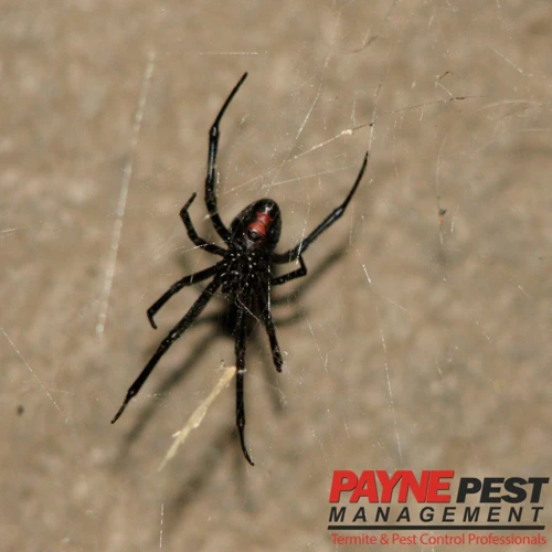 Maturation Stages Of Black Widow Spiders