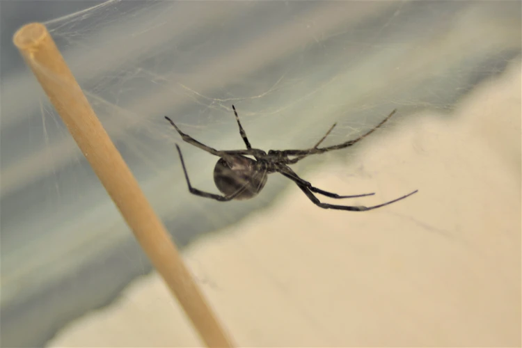 Mechanisms Behind Group Living In Black Widow Spiders