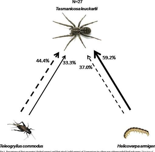 Mechanisms Of Predation Risk Assessment