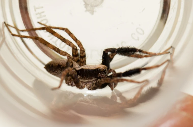 The Art of Mimicry in Wolf Spider Markings