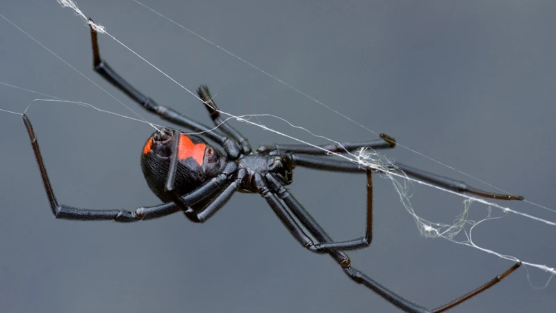 Myth 1: Black Widows Hunt Humans