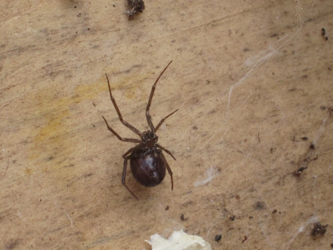 Myth #3: All Black Widows Look The Same