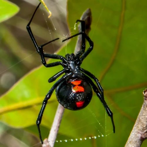 Myth #4: Black Widows Are Found Everywhere In The Usa