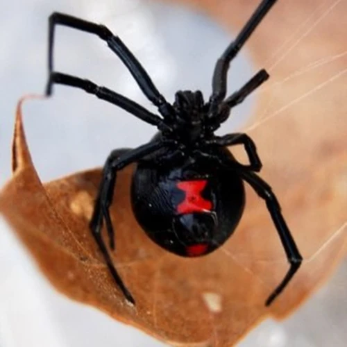 Myth #5: Black Widows Are The Deadliest Spiders In The World