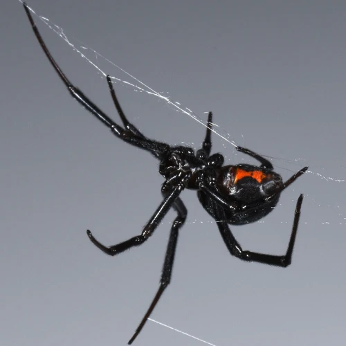 Myth 5: Black Widows Feed On Insects And Other Small Prey