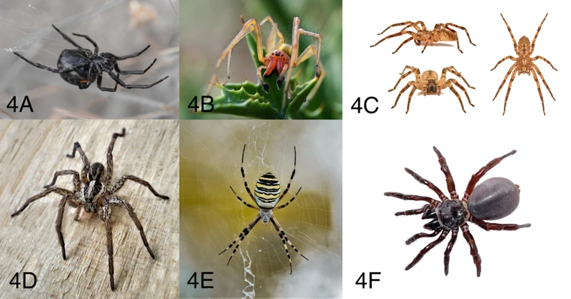 Myth #7: Black Widow Antivenom Is Rare And Ineffective