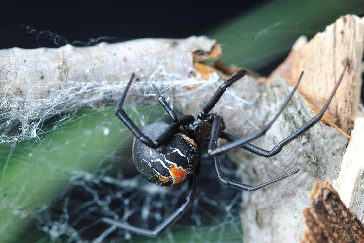 Overview Of Female Black Widow Spider'S Cannibalistic Behavior