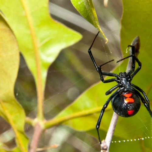 Predators Of Black Widow Spiderlings