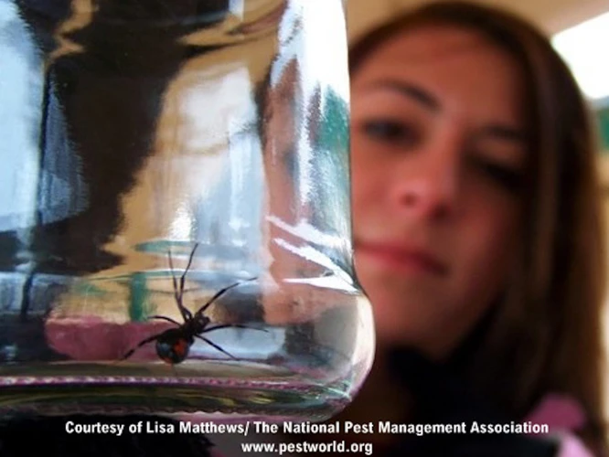 Preventing Male And Female Black Widow Spider Infestations