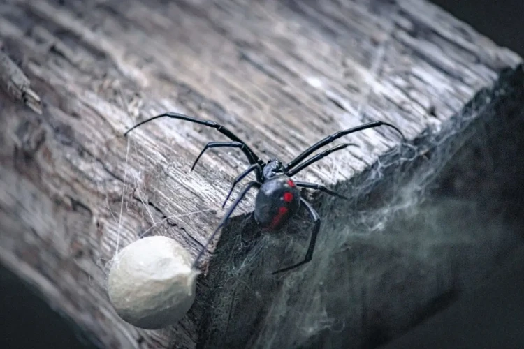 Psychological Symptoms Of A Black Widow Spider Bite