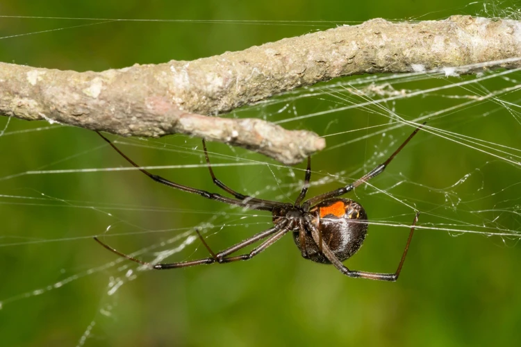 Reducing Black Widow Spiders' Population With Lighting Modifications
