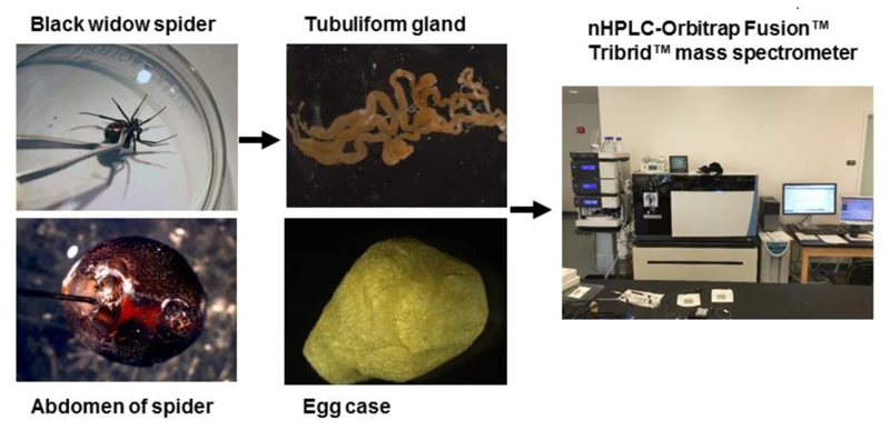 Research Methods Used To Study Black Widow Spider Eggs