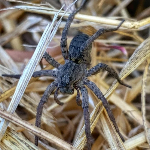 Research On Wolf Spider Venom Customization