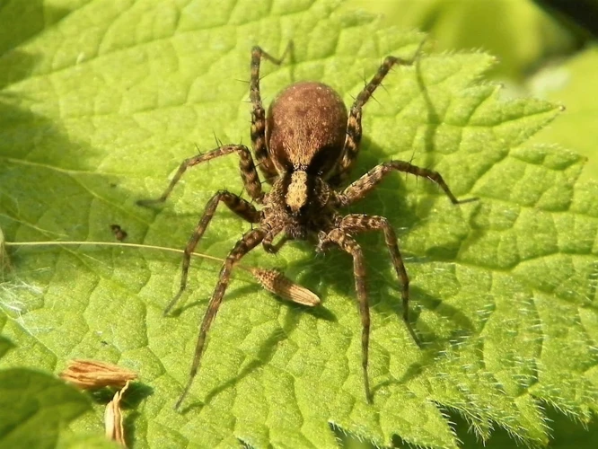 Research Techniques For Studying Wolf Spider Diversity