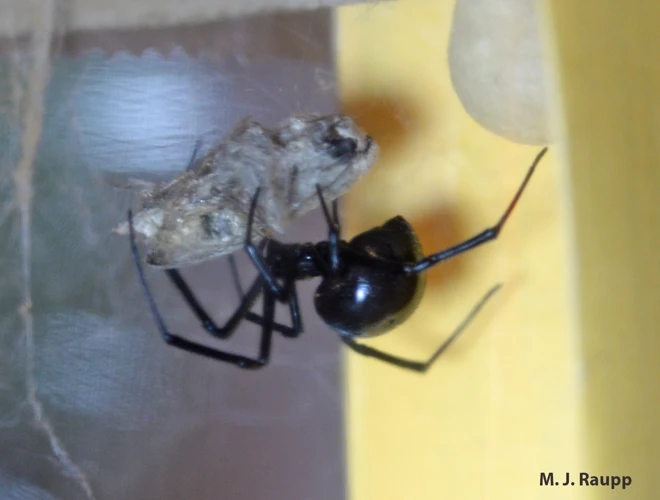 Risks Of Black Widow Spiders In Rural Areas