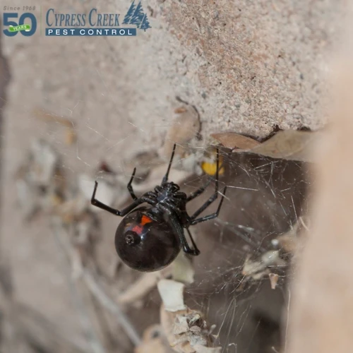 Sealing Cracks And Openings To Prevent Black Widow Spiders