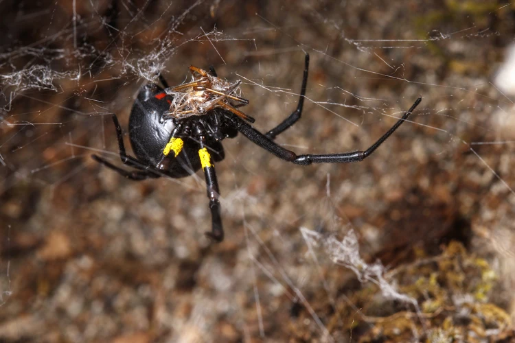 Sexual Dimorphism In Black Widow Spiders