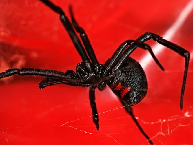 Signs Of Black Widow Spider Infestation