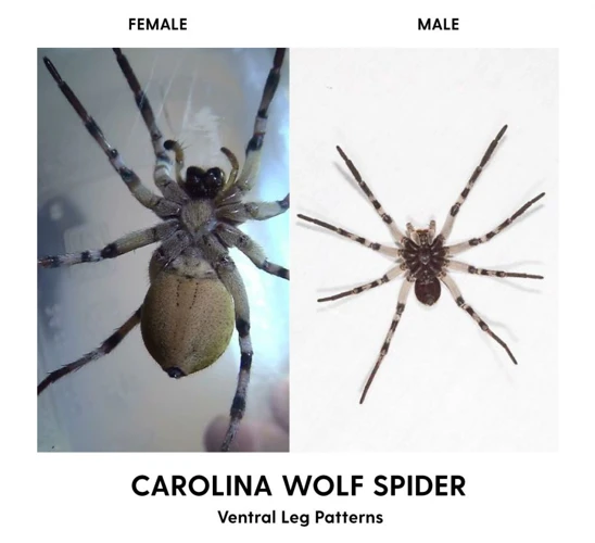 Stages Of Wolf Spider Development