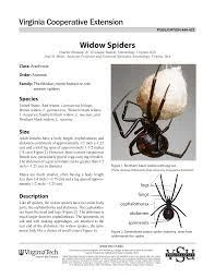 Steps To Assess Black Widow Spiders Habitat Suitability