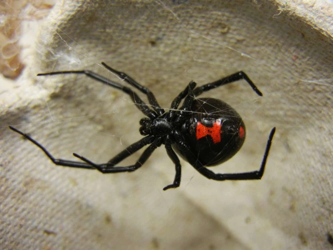 Symptoms Of Black Widow Spider Bite