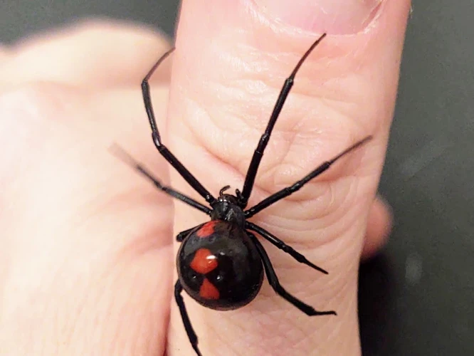 Territoriality Among Male Black Widow Spiders