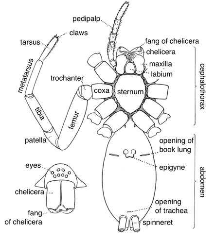 The Basics: Anatomy Of Wolf Spiders