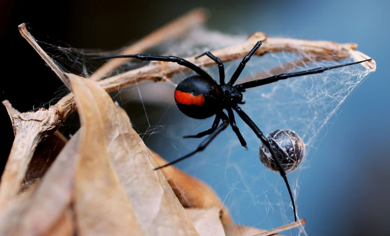 The Basics Of Chemical Signaling In Black Widows