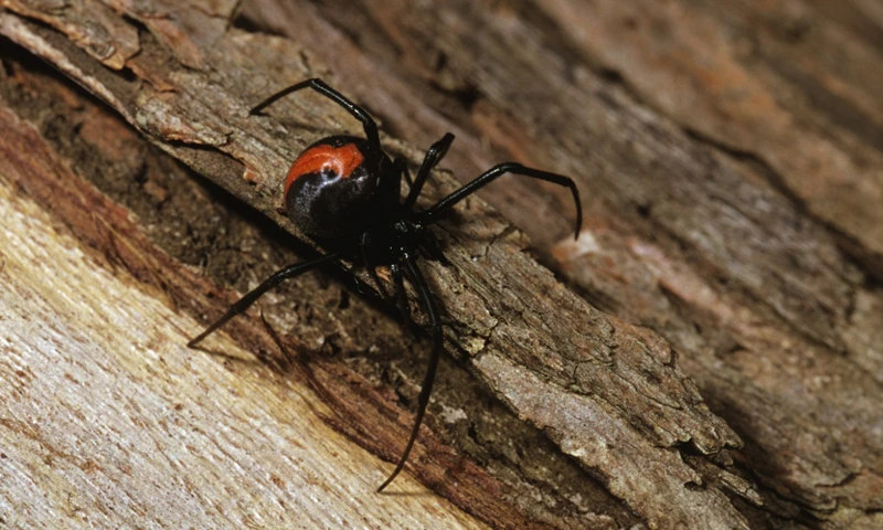 The Benefits Of Sexual Cannibalism For Female Black Widow Spiders