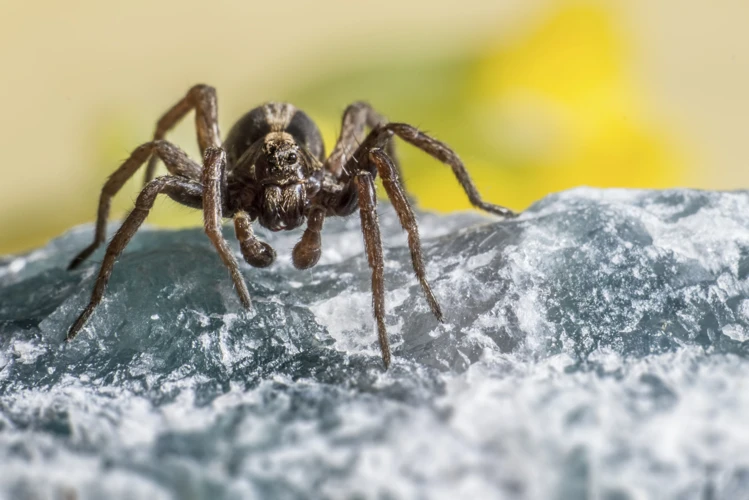 The Benefits Of Using Insecticides And Pesticides In Wolf Spider Habitats