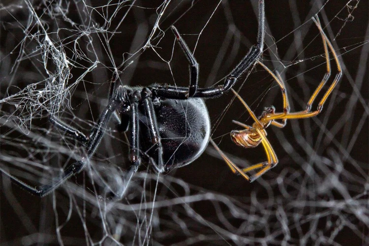 The Courtship Dance Of Black Widow Spiders