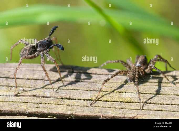 The Courtship Dance Of Wolf Spiders