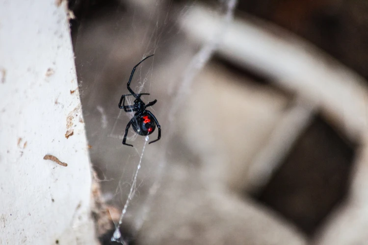 The Dark, Damp Habits Of Black Widow Spiders