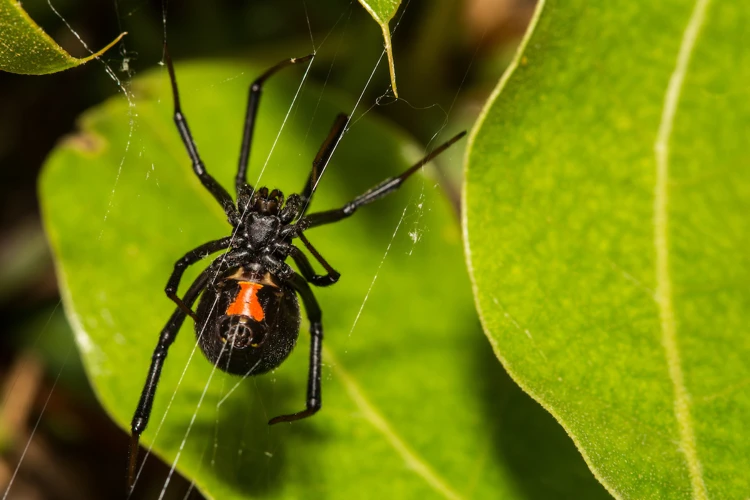 The Difference Between Male And Female Black Widow Spiders