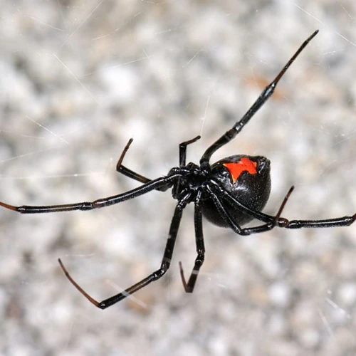 The Feeding Habits Of Black Widow Spiderlings